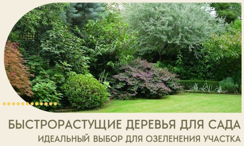 Быстрорастущие деревья для сада идеальный выбор в Рузаевке