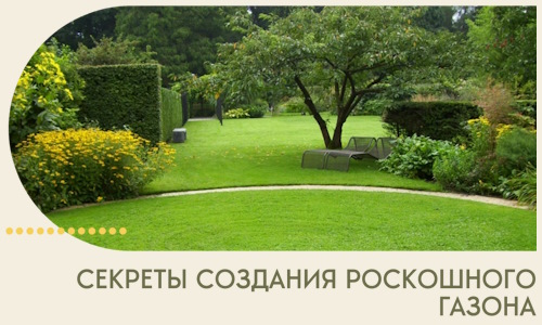 Секреты создания роскошного газона в Рузаевке